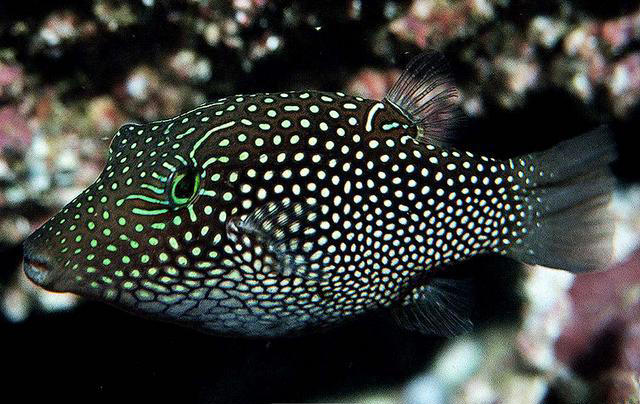 Canthigaster janthinoptera (Pesce palla a pois)